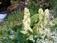 Impressive creamy bracts on stems to 70 cms high in summer.